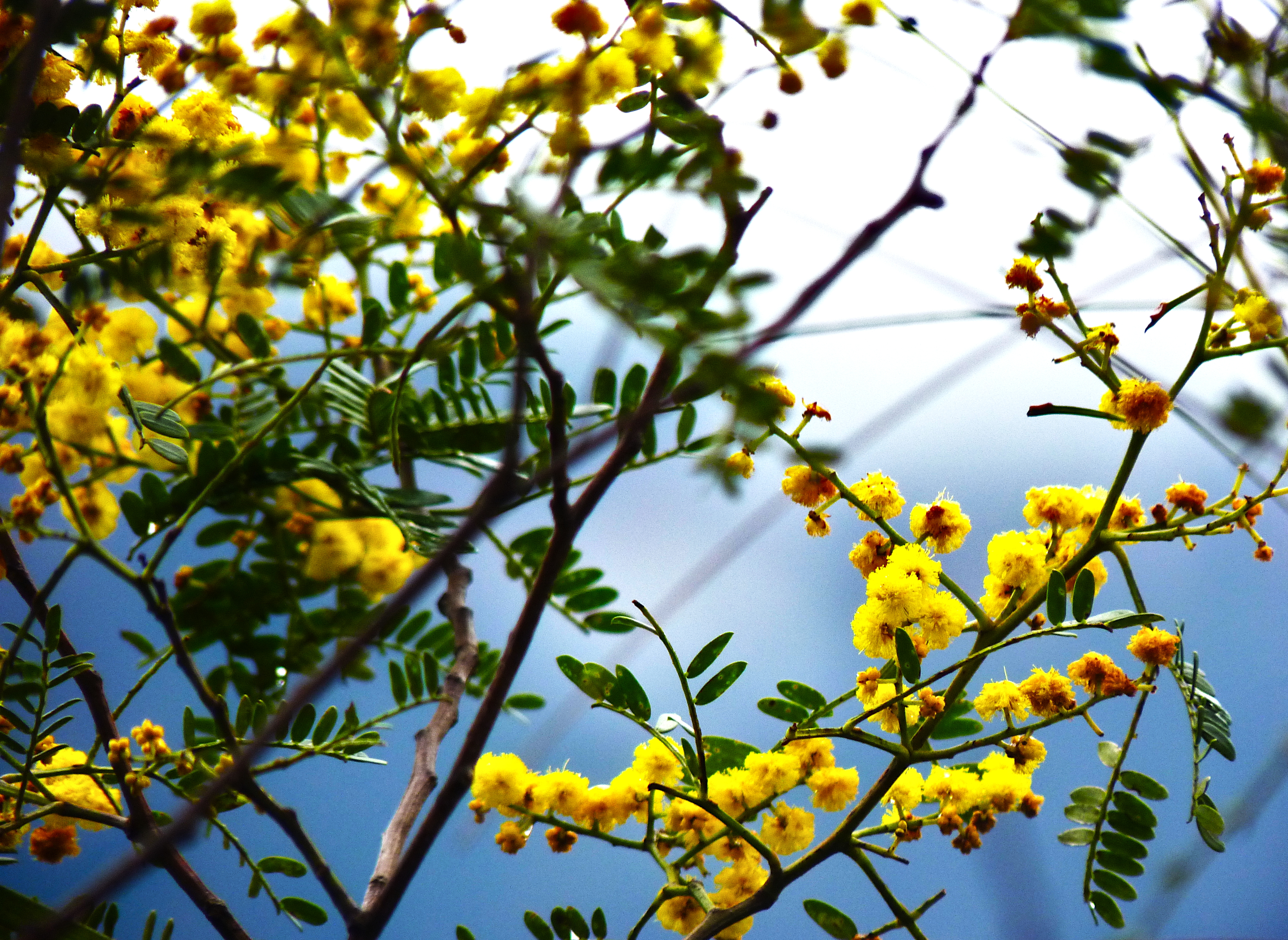 Yellow Flowers with a blue background